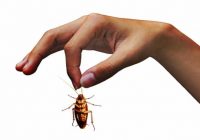 Come combattere e mandare via gli scarafaggi in casa