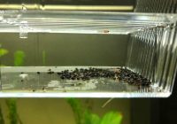 Sala da parto acquario: come far nascere i pesci senza che vengano mangiati